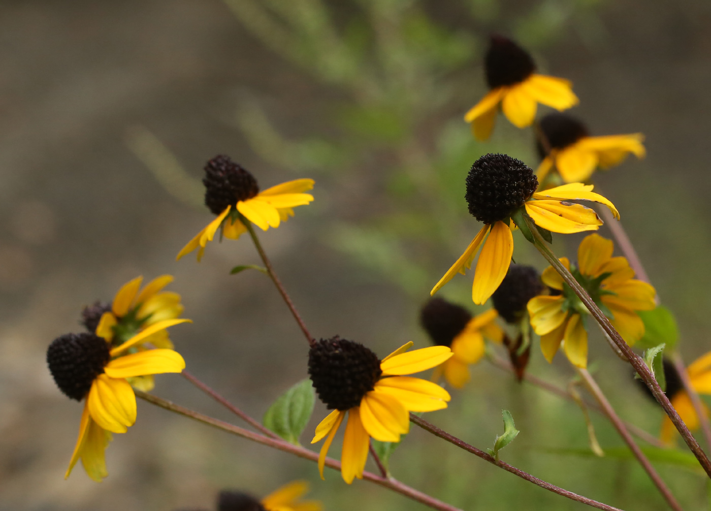 Изображение особи Rudbeckia triloba.