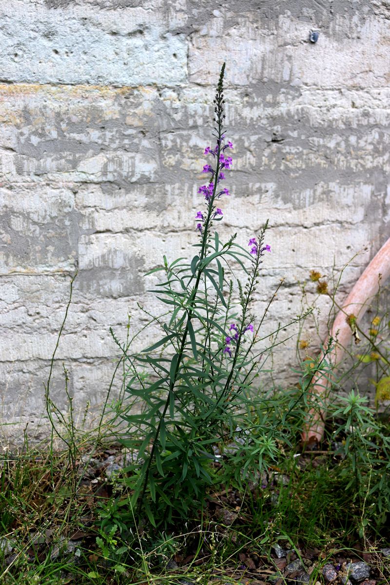 Image of Linaria purpurea specimen.