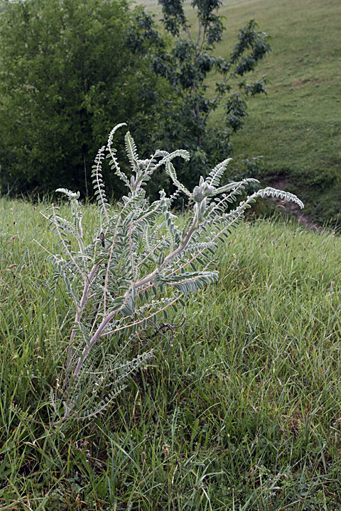 Image of Astragalus alopecias specimen.