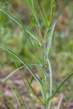 Tragopogon dubius
