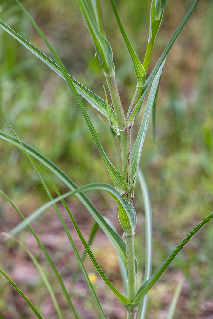 Изображение особи Tragopogon dubius.