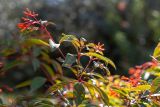 Hamelia patens