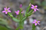 Centaurium pulchellum. Верхушка цветущего растения. Республика Северная Осетия-Алания, Дигорский р-н, окр. с. Кора-Урсдон, Большой Кавказ, правый берег р. Мастадон, ≈ 630 м н.у.м., буковый лес, обочина лесной дороги. 28.06.2021.