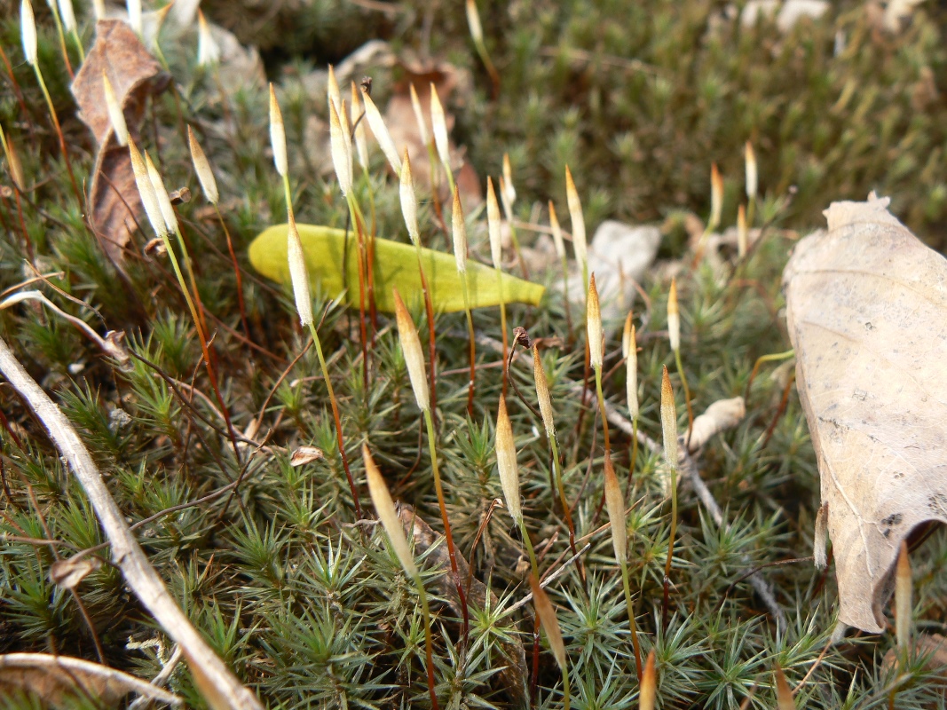 Image of Polytrichum juniperinum specimen.