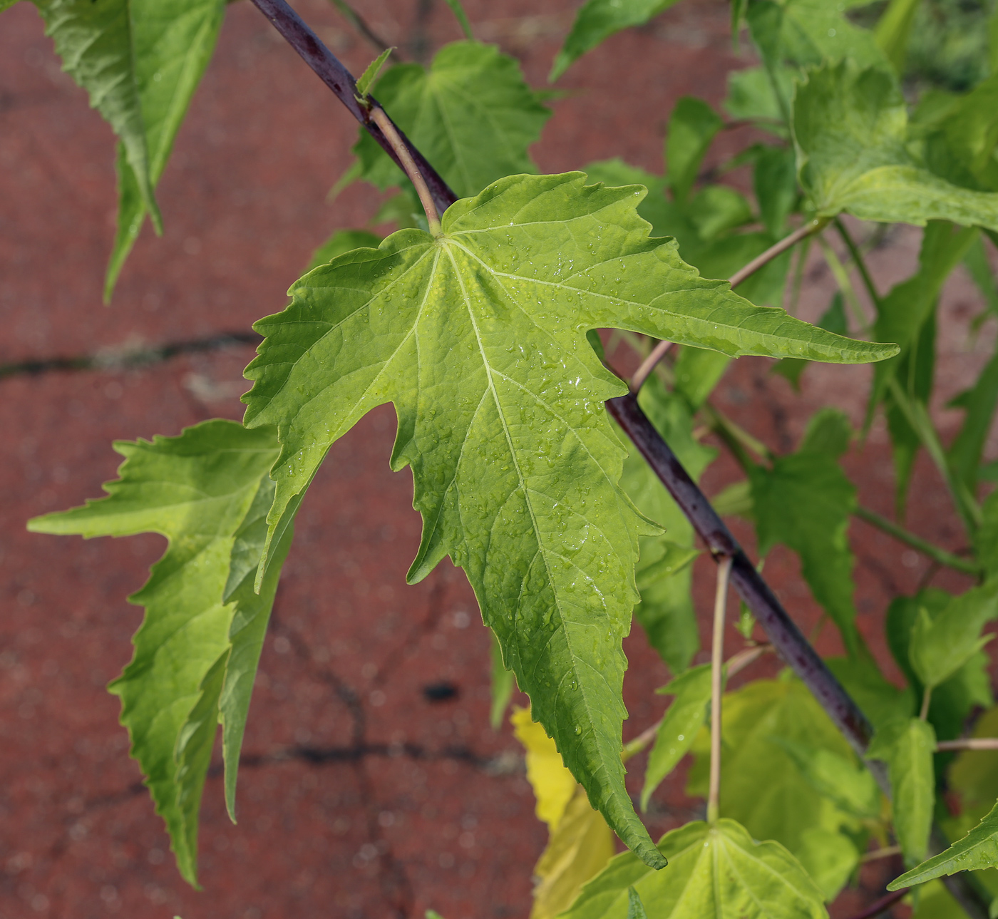 Image of Hibiscus &times; hybridus specimen.