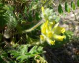 Astragalus dasyanthus