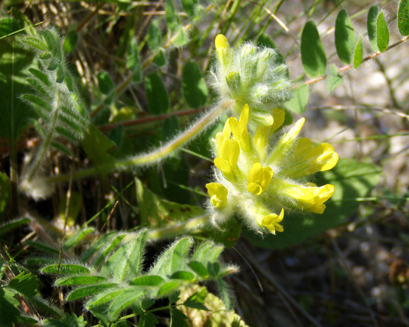 Изображение особи Astragalus dasyanthus.