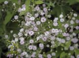 Gypsophila elegans