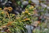 Juniperus pseudosabina