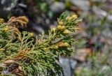 Juniperus pseudosabina. Верхушка ветви с галлами. Алтай, Северо-Чуйский хребет, окр. ледника Малый Актру, ≈ 2300 м н.у.м., каменистый склон. 04.07.2021.