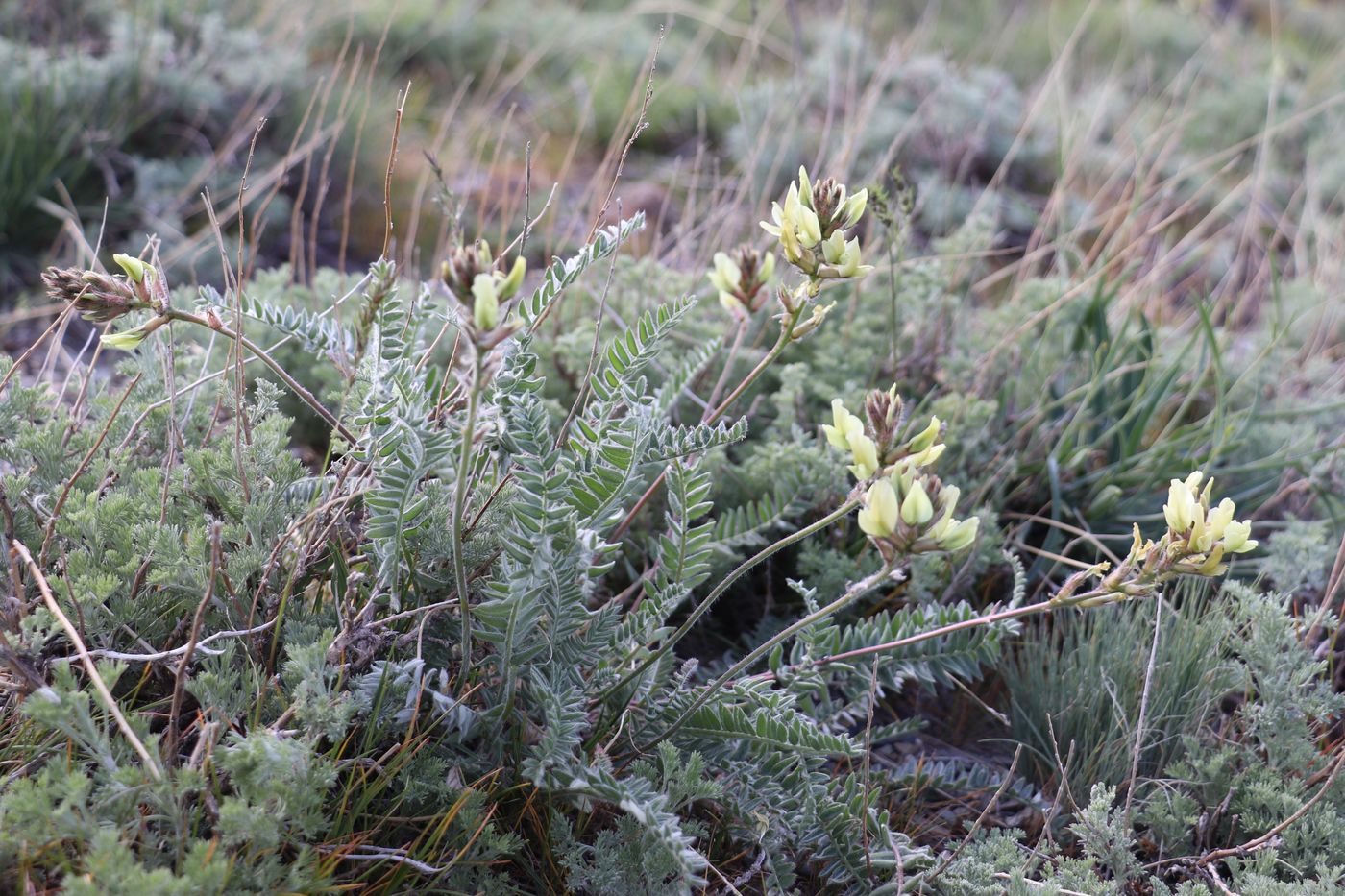 Изображение особи Oxytropis macrocarpa.