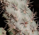 Cylindropuntia cholla