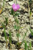 Malva transcaucasica. Цветущее растение на загипсованной почве пустыни в нижнем поясе. Азербайджан, Евлахский р-н, хребет Ахарбахар. 18.04.2010.