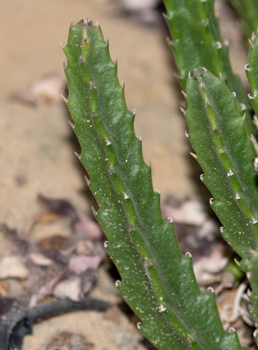 Изображение особи Stapelia hirsuta.