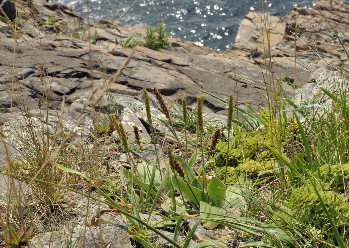 Image of Plantago camtschatica specimen.