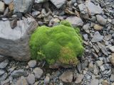 Minuartia brotheriana