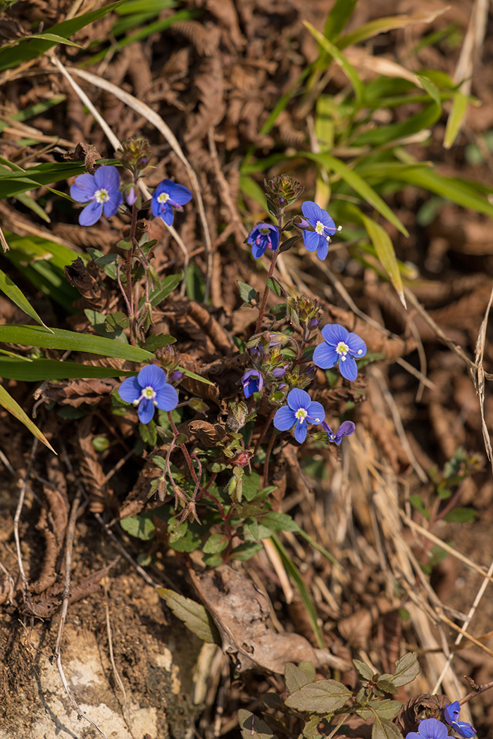 Image of Veronica umbrosa specimen.