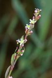 Polygonum fusco-ochreatum. Верхушка цветущего побега. Приморский край, Шкотовский р-н, окр. с. Царёвка, на илово-песчаном участке приморской террасы. 08.09.2015.