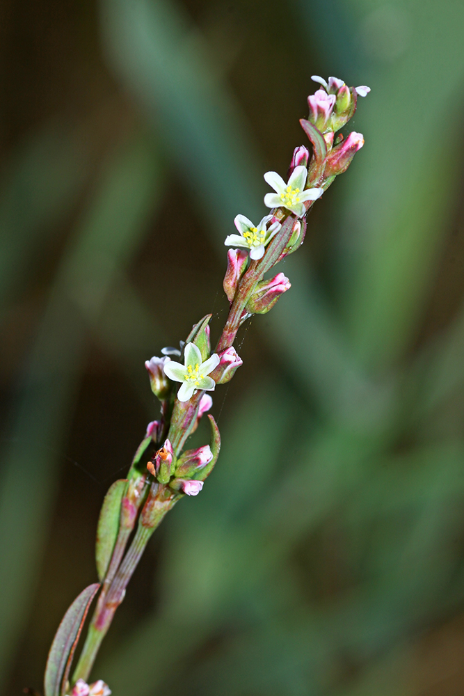 Image of Polygonum fusco-ochreatum specimen.