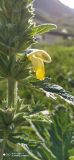 Phlomoides labiosa