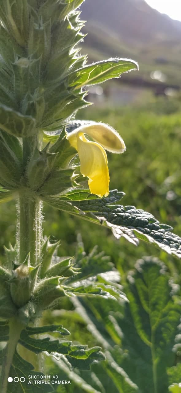 Изображение особи Phlomoides labiosa.