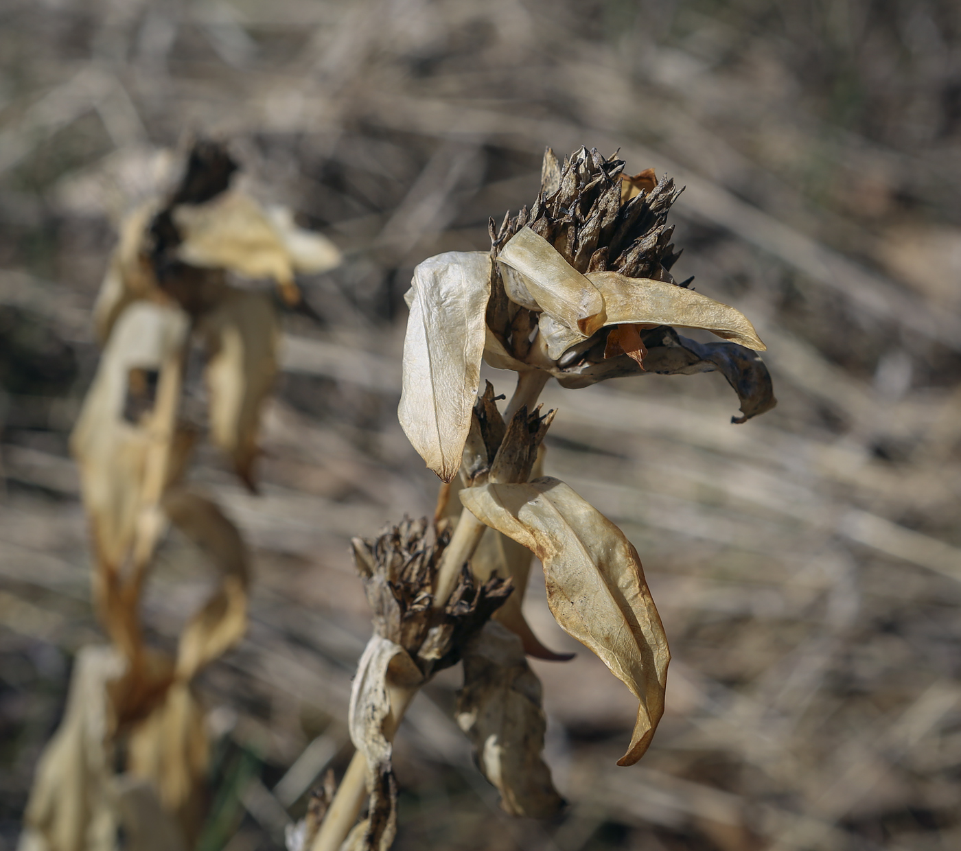 Image of Gentiana cruciata specimen.