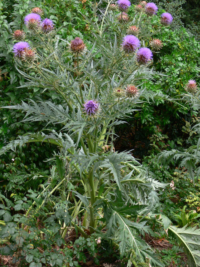 Изображение особи Cynara scolymus.