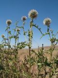 Echinops subglaber. Верхушки цветущих растений. Южный Казахстан, вост. предгорья хр. Сырдарьинский Каратау, Закаратауская равнина (возвышенность), сев. побережье оз. Ащиколь, сухая солоноватая степь. 26 июня 2022 г.