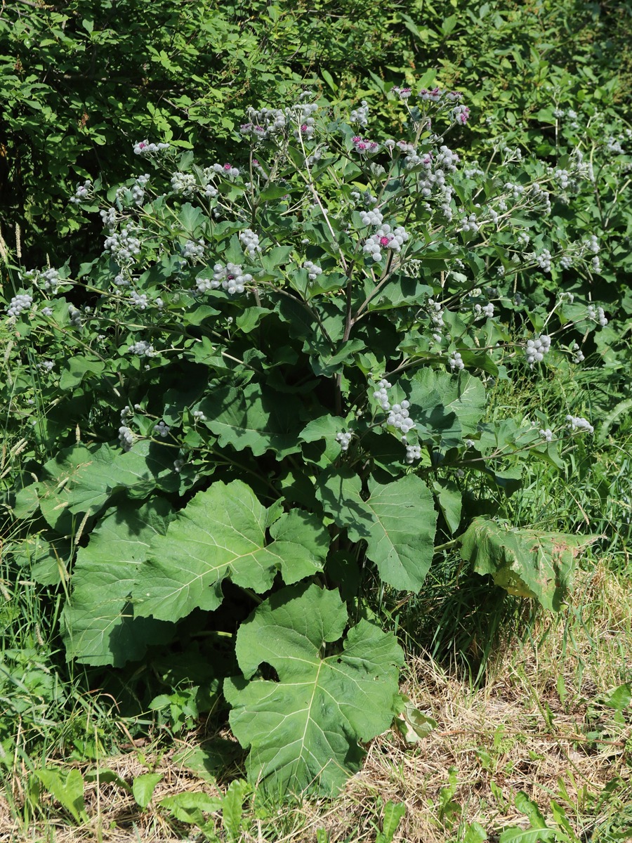 Изображение особи Arctium tomentosum.