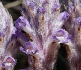 Orobanche coerulescens