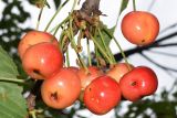 Cerasus avium