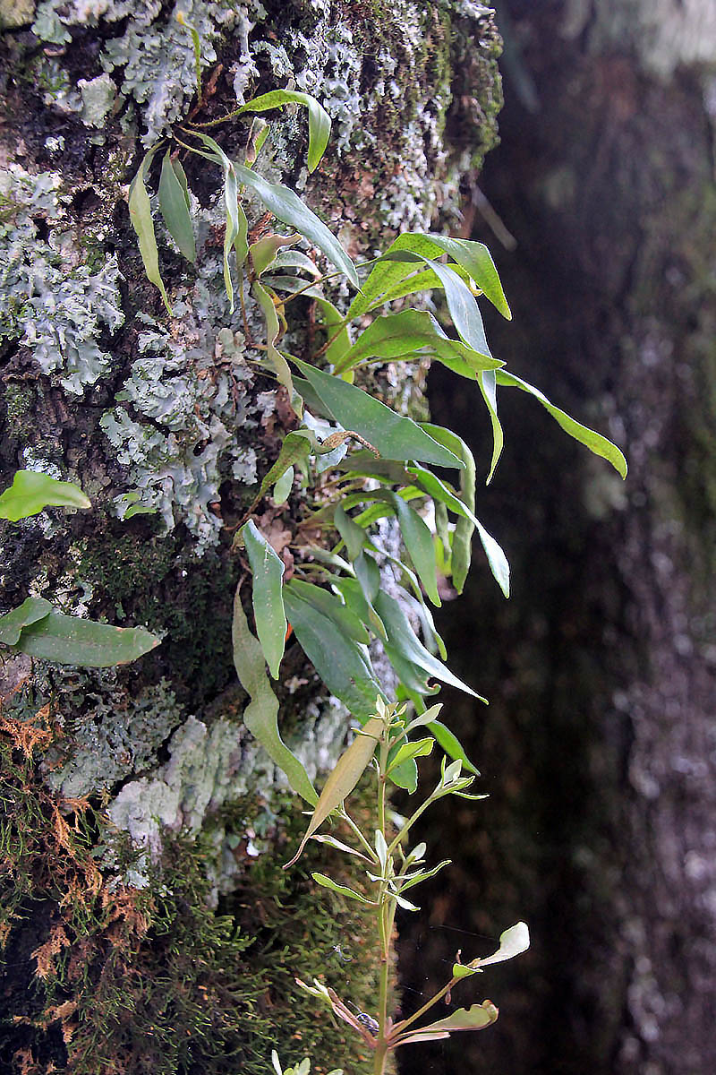 Image of familia Polypodiaceae specimen.