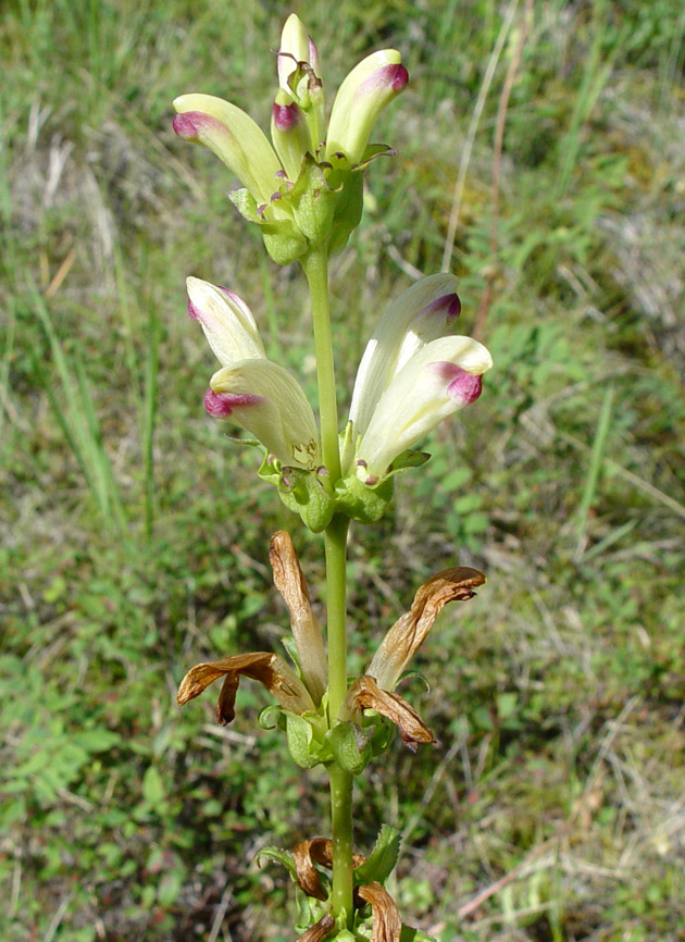 Изображение особи Pedicularis sceptrum-carolinum.