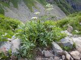 Heracleum freynianum