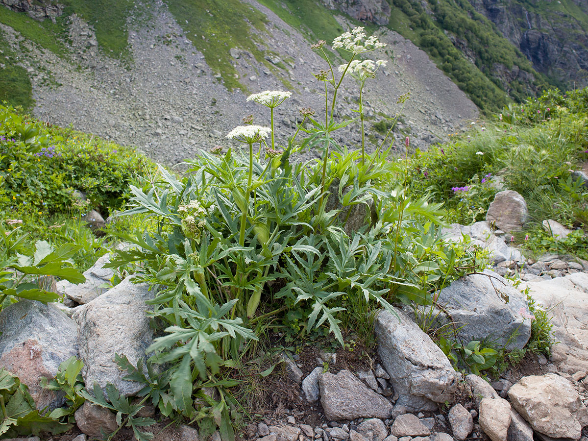 Изображение особи Heracleum freynianum.