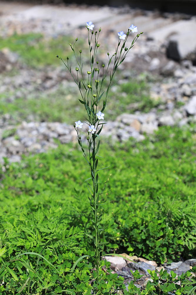 Изображение особи Linum usitatissimum.