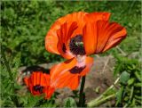 Papaver setiferum