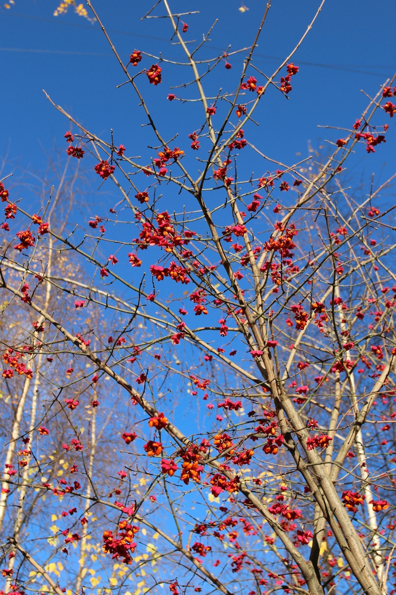 Изображение особи Euonymus europaeus.