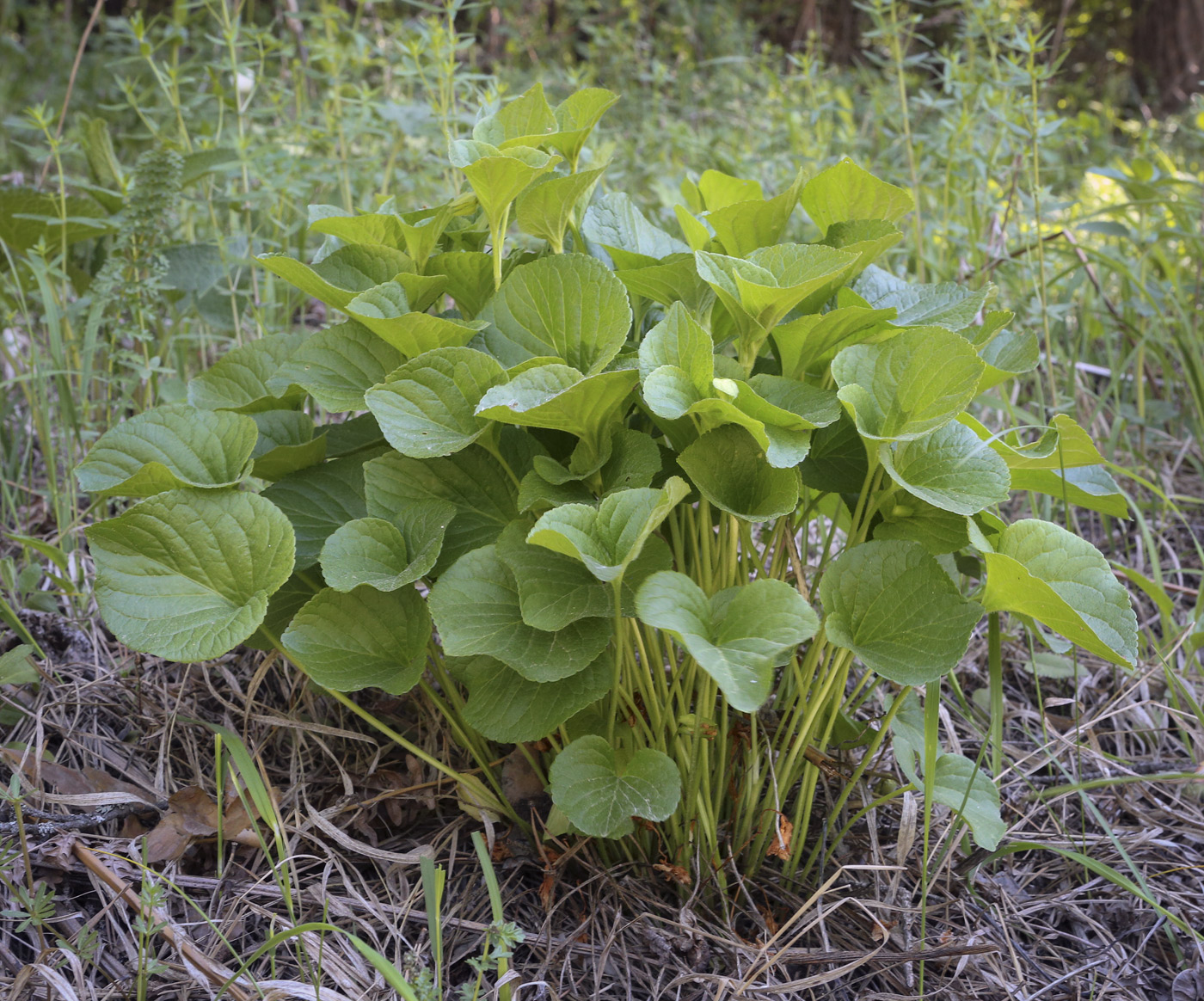 Image of Viola mirabilis specimen.