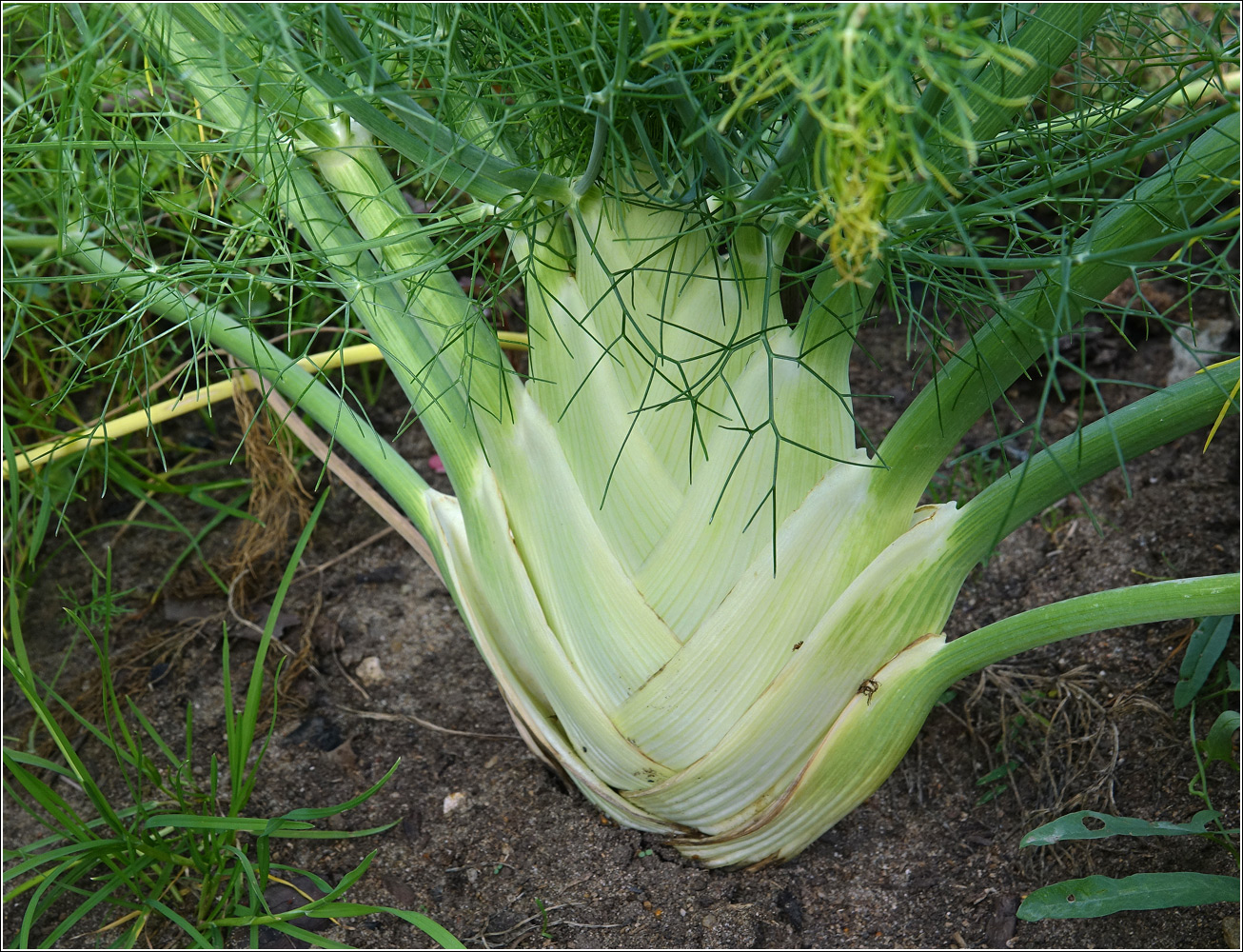 Image of Foeniculum vulgare specimen.