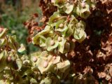 Rumex crispus