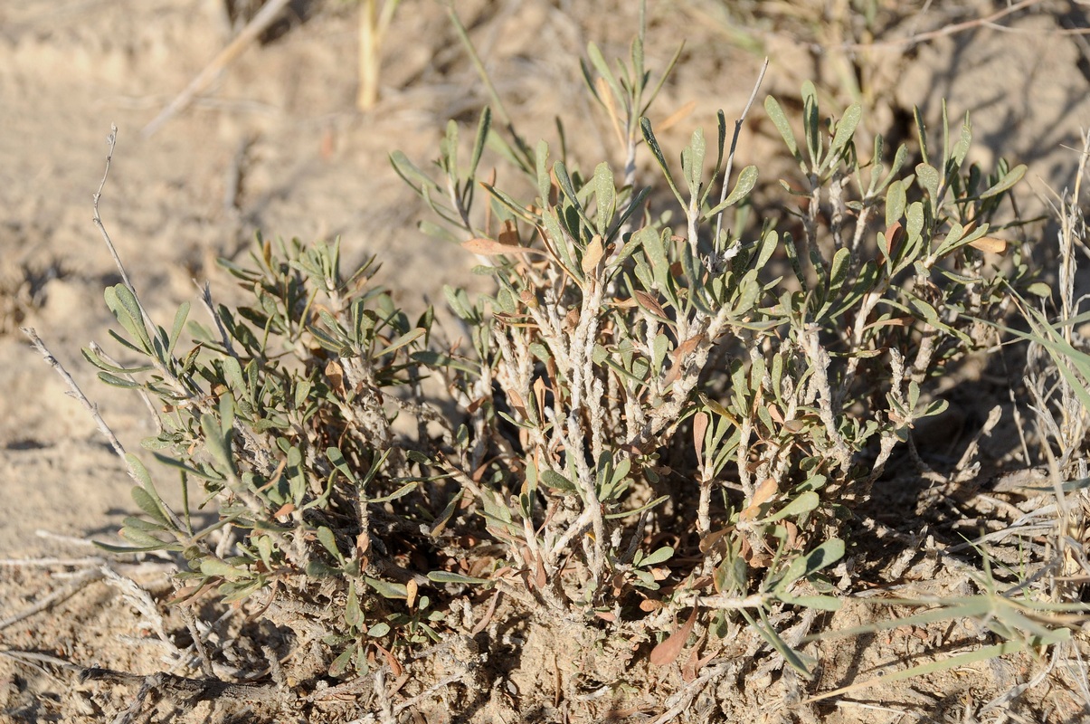 Изображение особи Limonium suffruticosum.