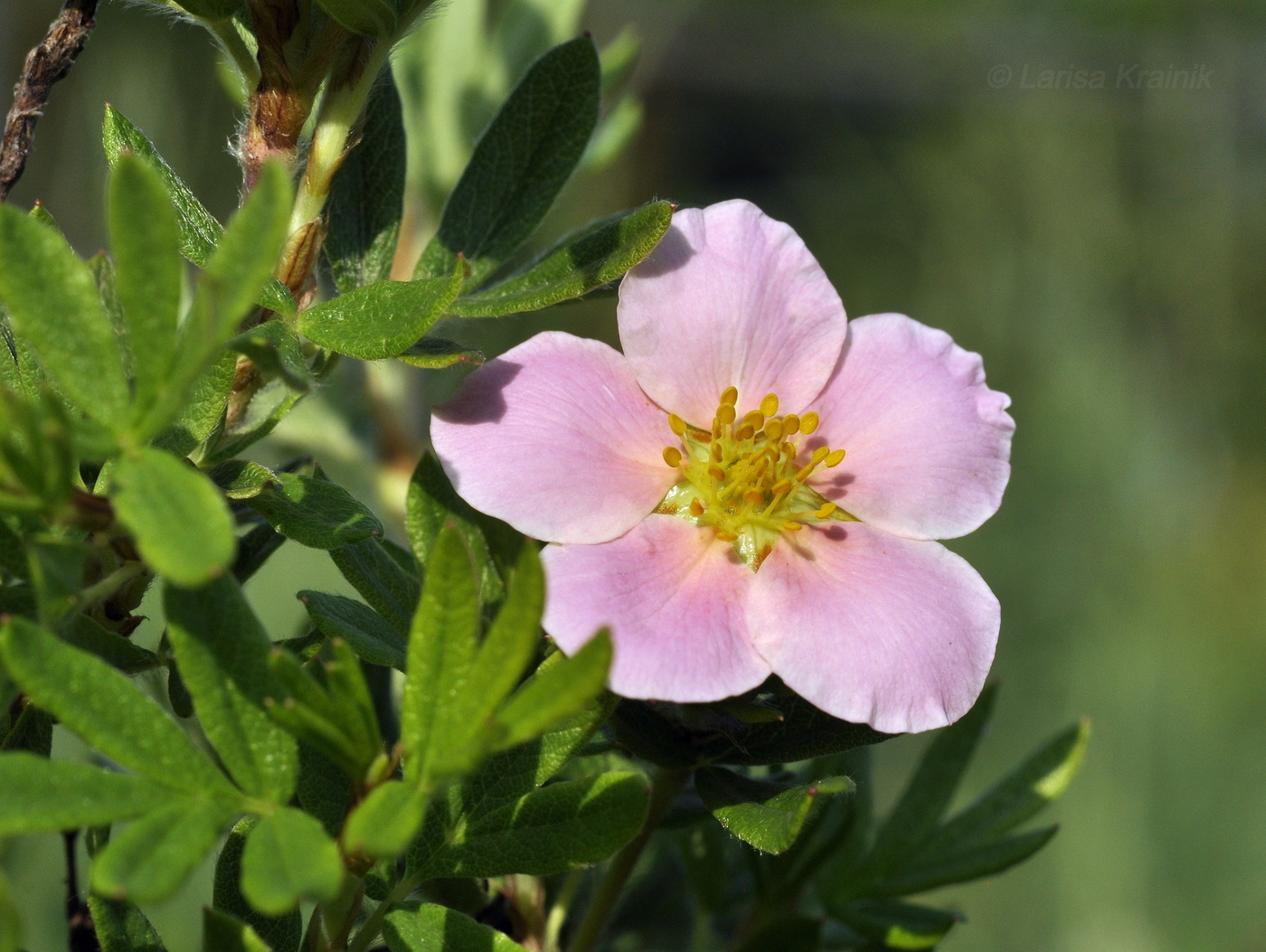 Изображение особи Dasiphora fruticosa.