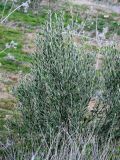 Olea europaea