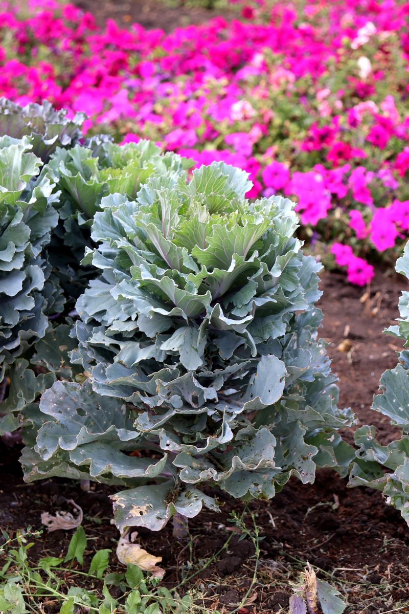 Изображение особи Brassica oleracea var. viridis.