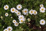 Anthemis palaestina