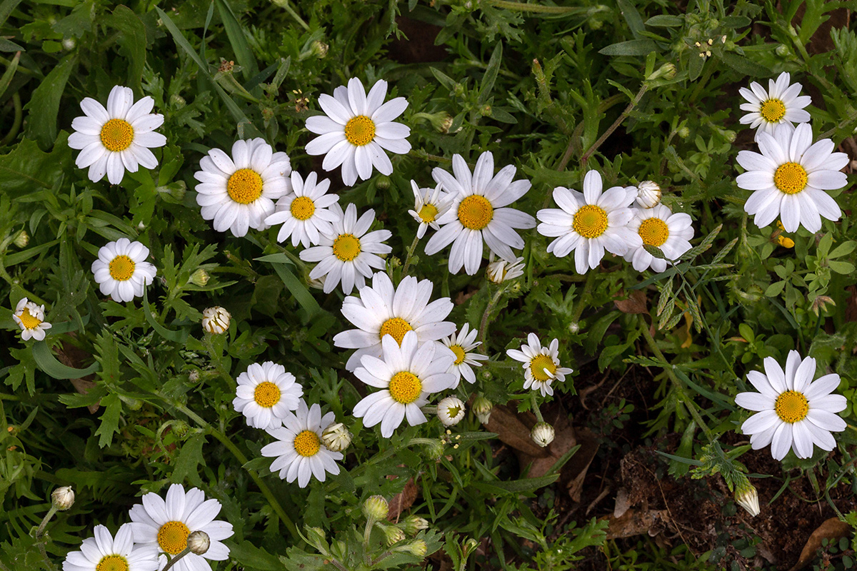 Image of Anthemis palaestina specimen.