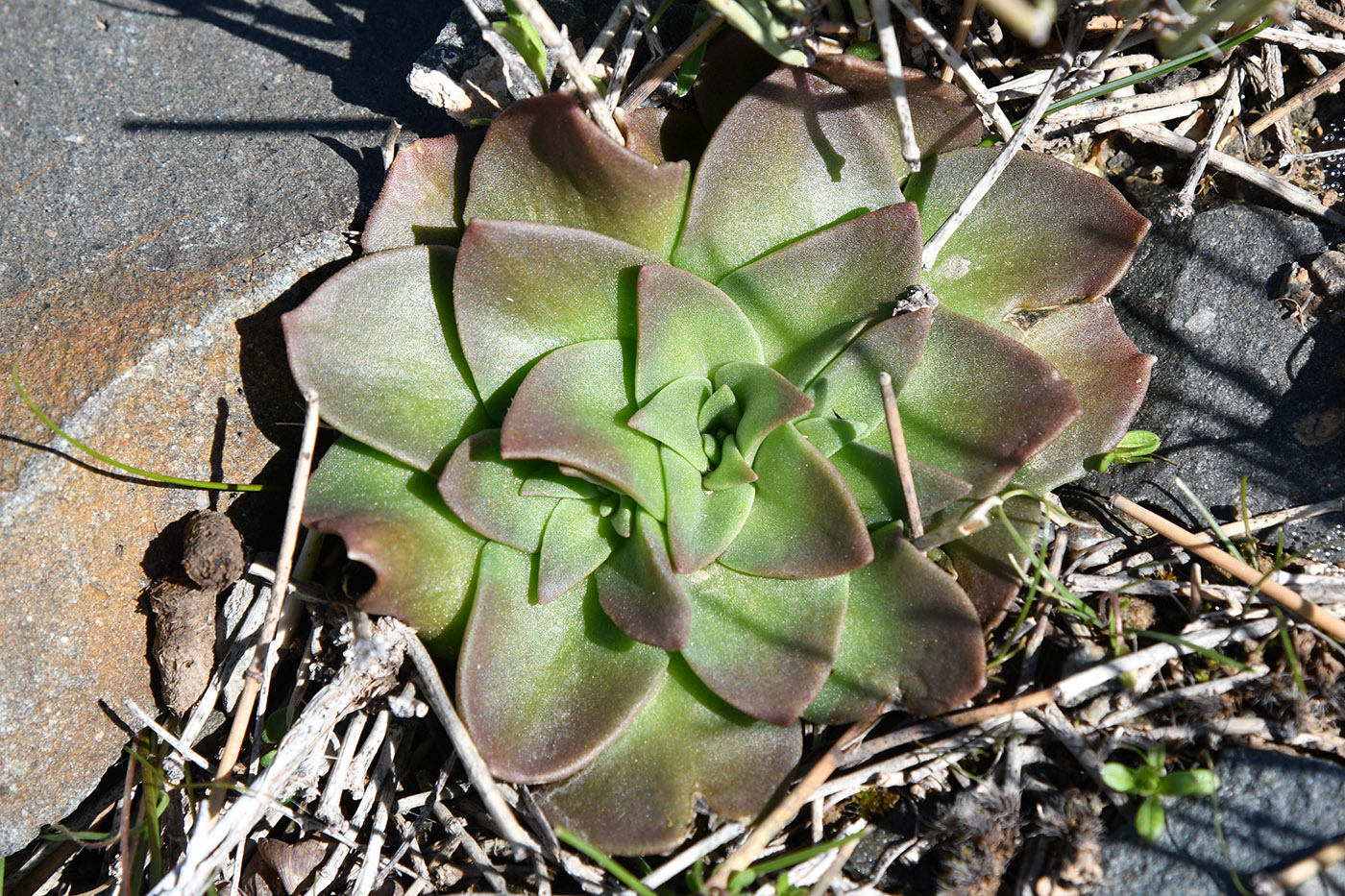 Image of Rosularia glabra specimen.