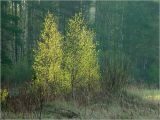 род Betula. Молодые деревья с молодой листвой. Московская обл., Раменский р-н, окр. ж.-д. платформы Хрипань, опушка смешанного леса у залежи. 11.05.2003.