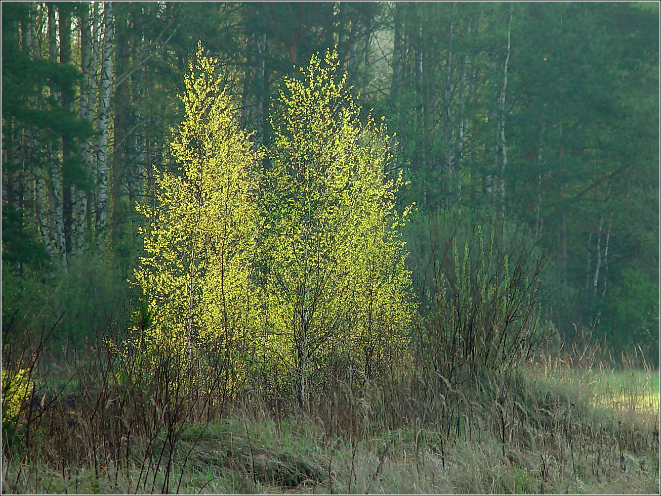 Изображение особи род Betula.